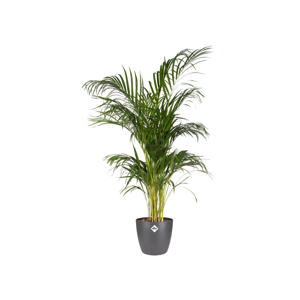 Livraison plante Pot elho Brussels Rond Anthracite 20 cm