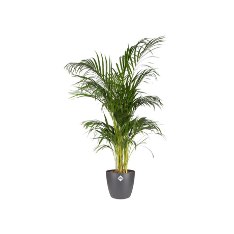 Livraison plante Pot elho Brussels Round Antraciet D30 x H27