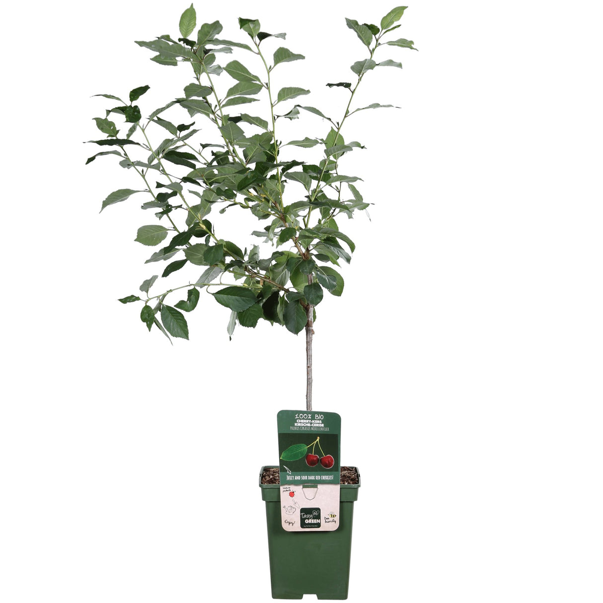 Livraison plante Prunier 'Morellenfeuer' - h100cm, Ø23cm - grande plante d'extérieur