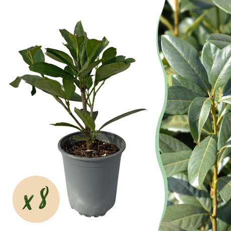 Livraison plante Prunus laurocerasus Caucasica – Lot de 8 – Hauteur 30 - 35 cm