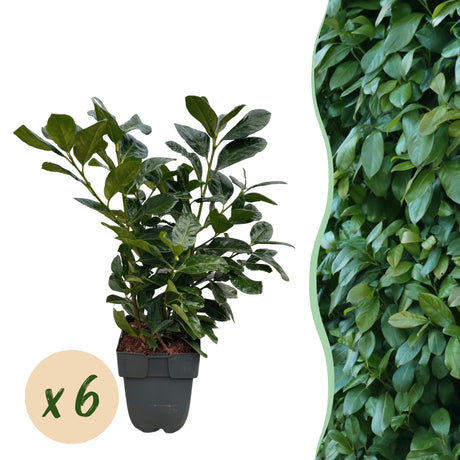 Livraison plante Prunus laurocerasus Etna – Lot de 6 – Hauteur 50 cm