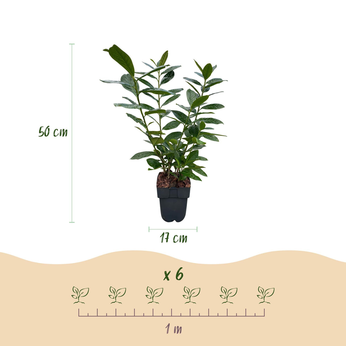 Livraison plante Prunus laurocerasus Novita – Lot de 6 – Pot 17 cm