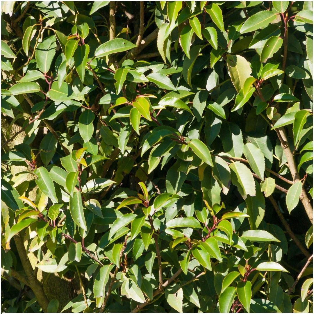 Livraison plante Prunus lusitanica 'Angustifolia' - Lot de 6