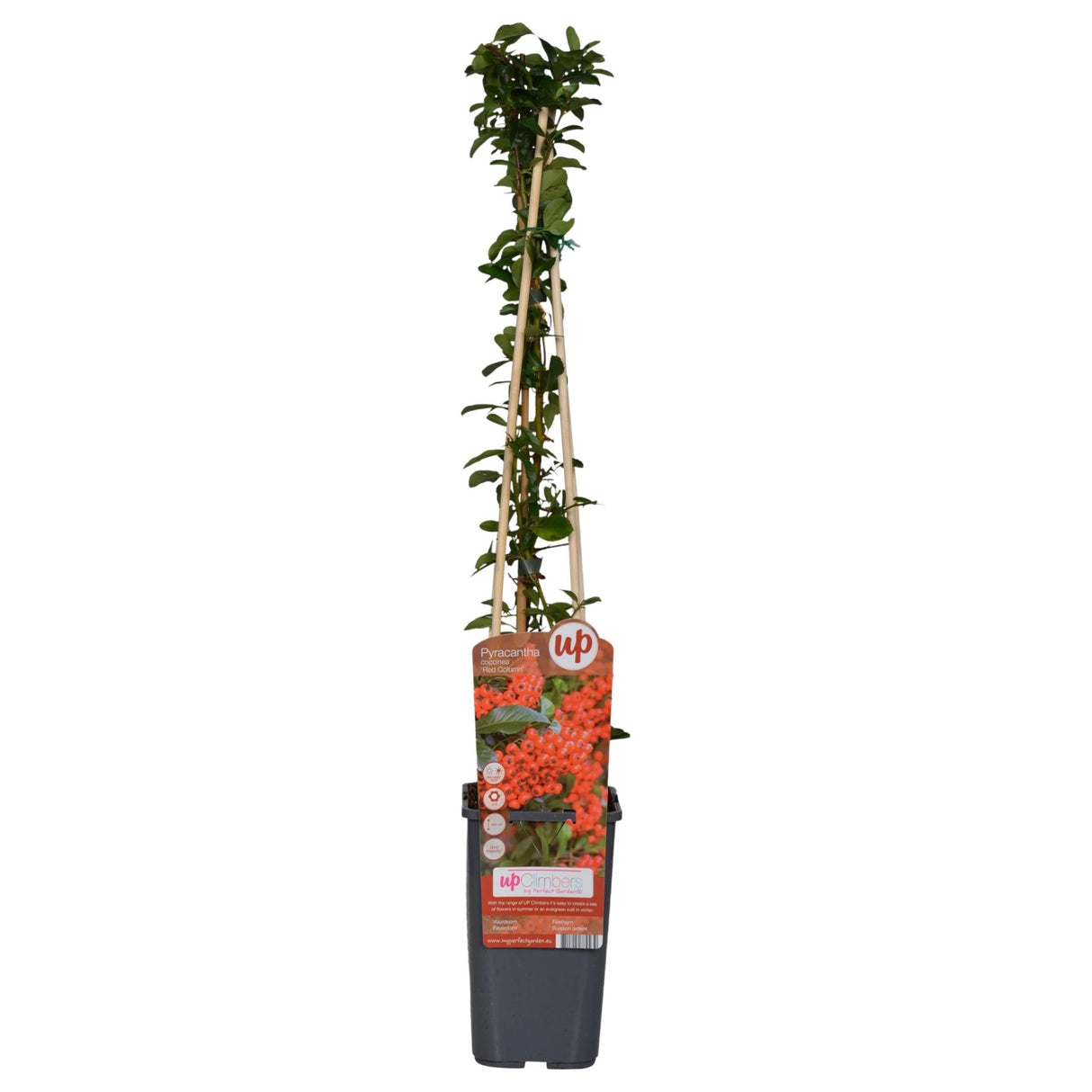 Livraison plante Pyracantha coccinea 'Colonne rouge' - Lot de 3