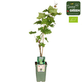 Livraison plante Raisin Bio