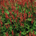 Bistro Bistort (Persicaria amplexicaulis) 'Amplexicaulis' - Outdoor Plant Delivery