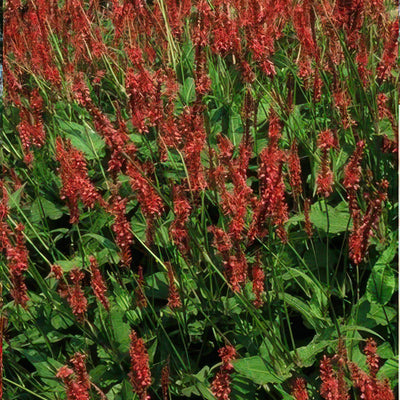 Bistro Bistort (Persicaria amplexicaulis) 'Amplexicaulis' - Outdoor Plant Delivery