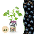 Livraison plante Ribes Jostabes – Lot de 3 – Pot 9 cm
