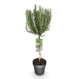 Livraison plante Romarin officinalis – Lot de 1 – Pot 19 cm – Hauteur 90 cm