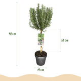 Livraison plante Romarin officinalis – Lot de 1 – Pot 19 cm – Hauteur 90 cm