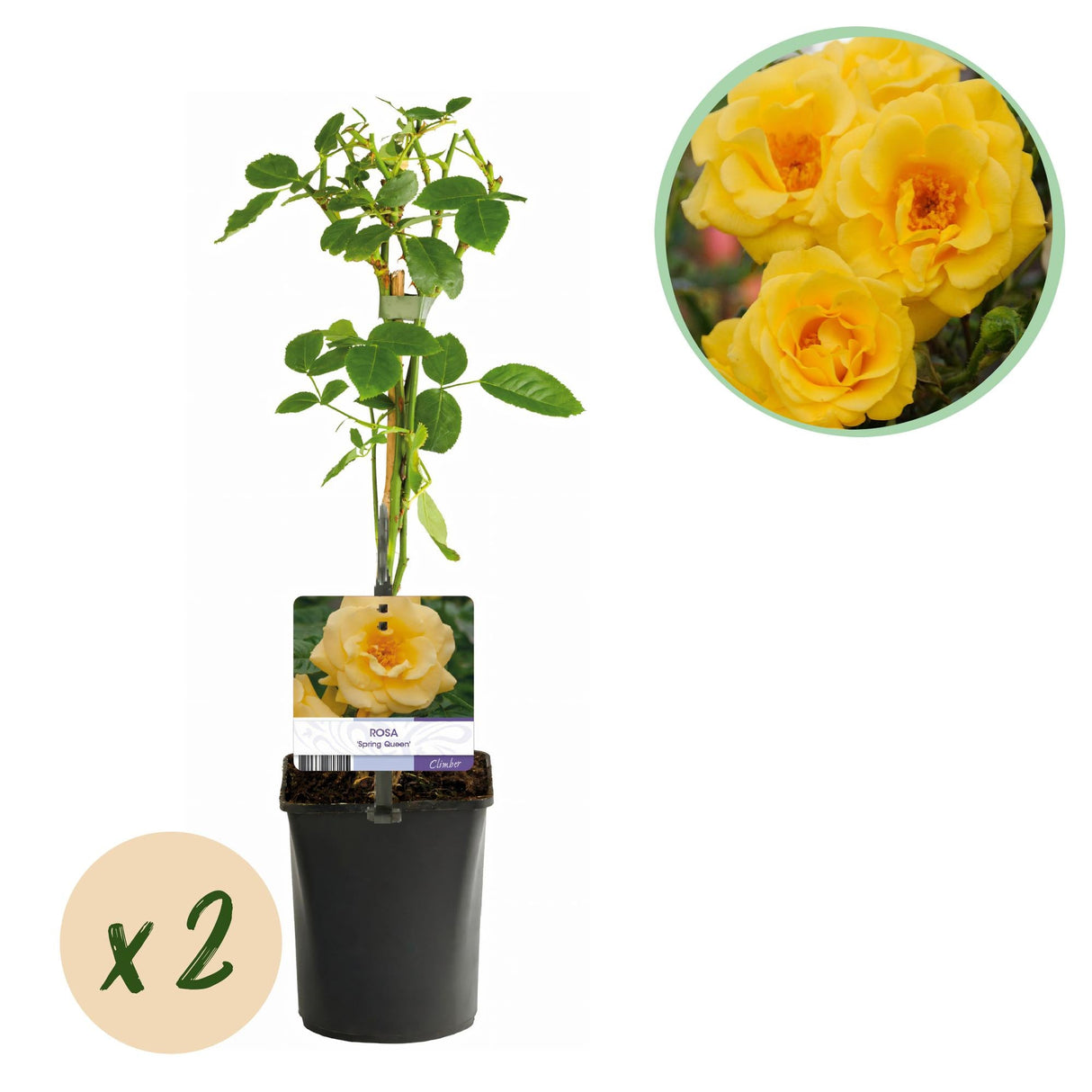 Livraison plante Rosier grimpant Spring Queen – Lot de 2 – Pot 11 cm