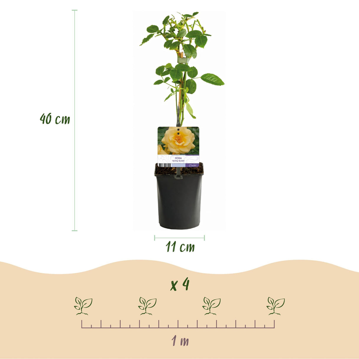 Livraison plante Rosier grimpant Spring Queen – Lot de 2 – Pot 11 cm