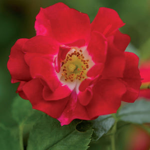Livraison plante Rosier Rosa Red Queen – Lot de 2 – Pot 11 cm – Hauteur 40 cm