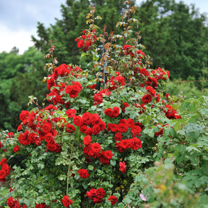 Livraison plante Rosier Rosa Red Queen – Lot de 2 – Pot 11 cm – Hauteur 40 cm