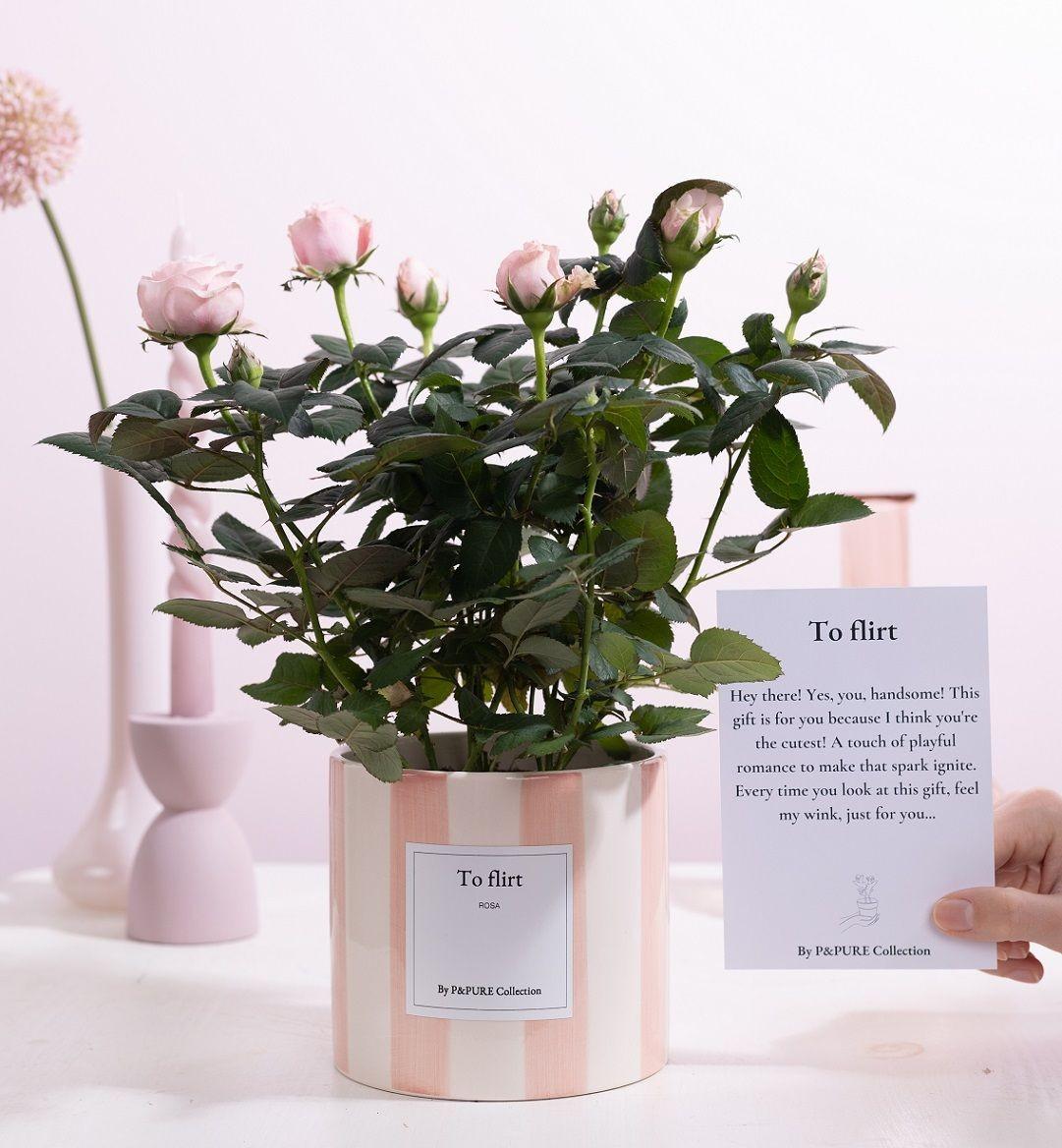 Livraison plante Rosier rose et pot céramique "To Flirt"