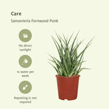 Livraison plante Sansevieria Fernwood Punk - Lot de 2