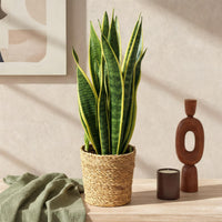 Sansevieria Laurentii and