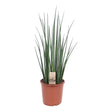 Livraison plante Sansevieria Mikado