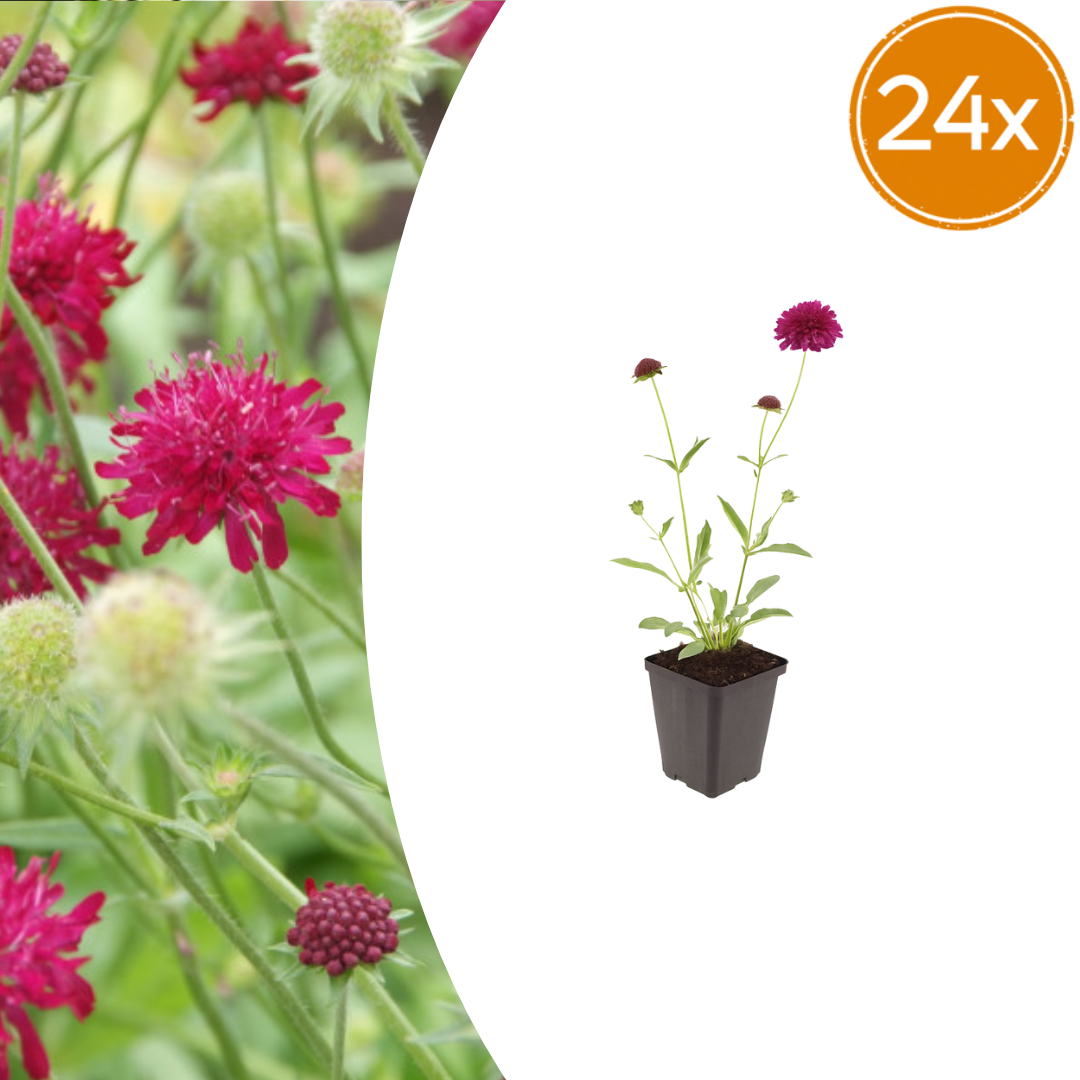 Livraison plante Scabieuse de macédoine