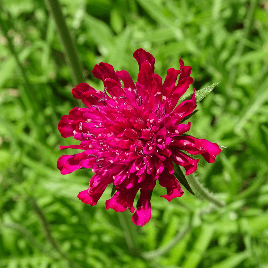 Livraison plante Scabieuse de macédoine