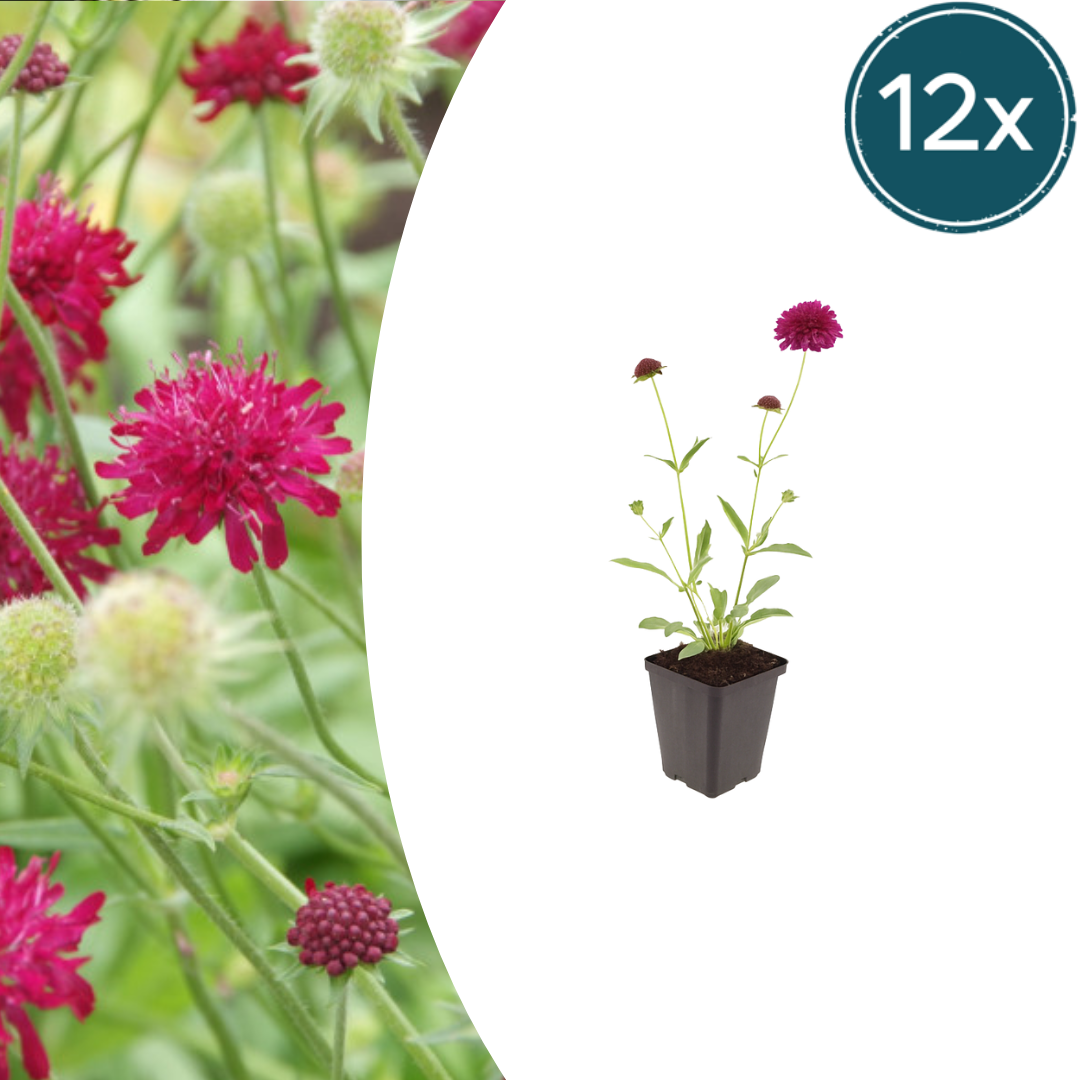 Livraison plante Scabieuse de macédoine