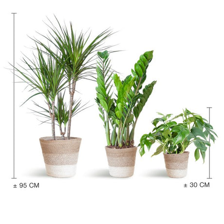 Livraison plante Schaduw Plantenbox - medium - met mand Lissabon wit