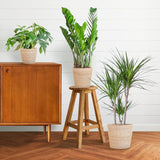 Livraison plante Schaduw Plantenbox - medium - met mand Sofia