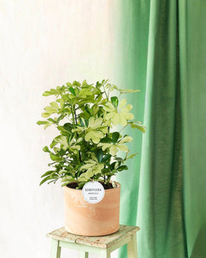 Livraison plante Schefflera Melanie