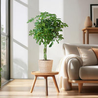 Schefflera Arab Nora met Mand Sofia natural - 70cm - Ø21