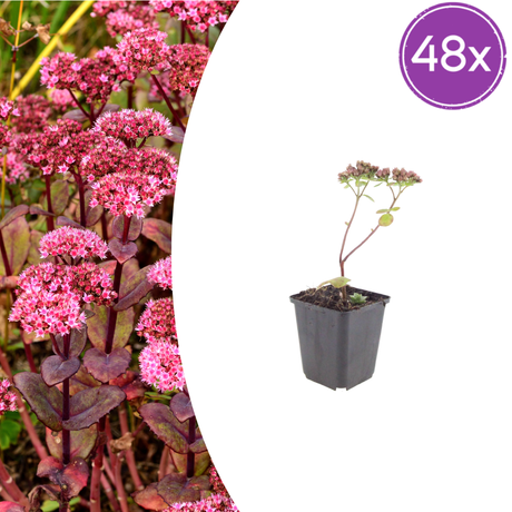 Livraison plante Sedum matrona
