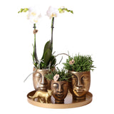 Livraison plante Set Cadeau Orchidee & Rhipsalis avec Jaguar doré et Pots Céramiques