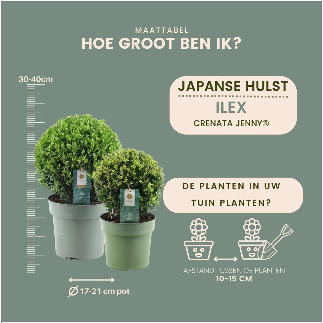 Livraison plante Set de 2 boules Ilex crenata 'Jenny'