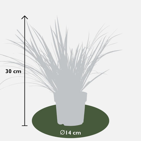 Livraison plante Set de 3 Acorus gramineus 'Argenteostriatus'