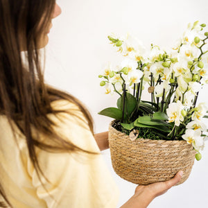 Livraison plante Set de 3 orchidées blanches et 3 Rhipsalis dans un panier en roseau avec réservoir d'eau
