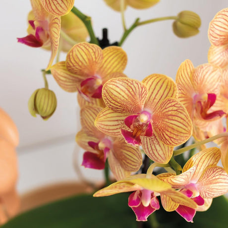 Livraison plante Set Optimism Peach: Orchidée et Plante Verte sur Plateau Blanc