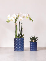 White Phalaenopsis Orchid and Haworthia Set in <tc>POTS</tc> Candy