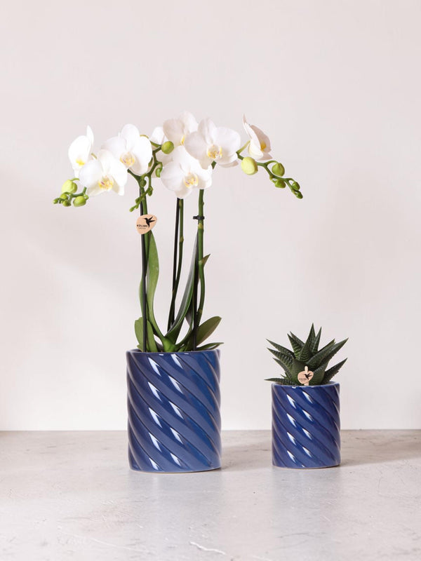 White Phalaenopsis Orchid and Haworthia Set in <tc>POTS</tc> Candy