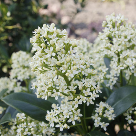 Livraison plante Skimmia japonica Finchy – Lot de 2 – Pot 15 cm