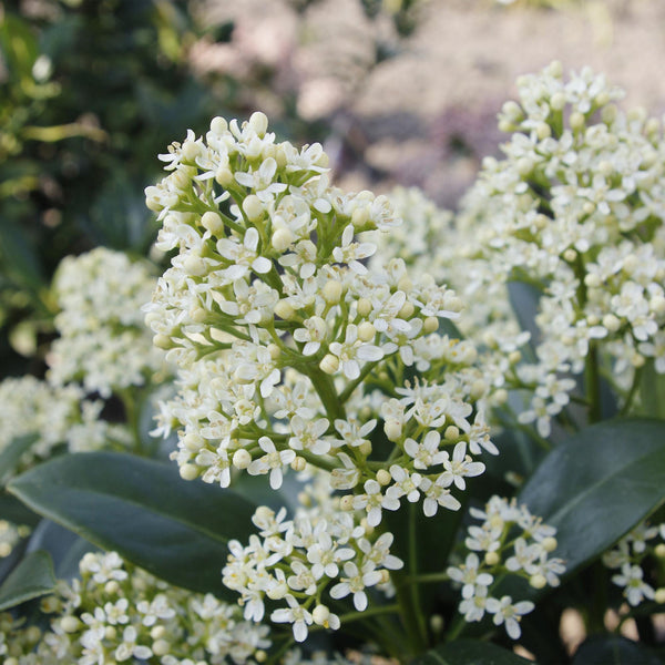 Livraison plante Skimmia japonica Finchy – Pot 19 cm – Hauteur 60 cm