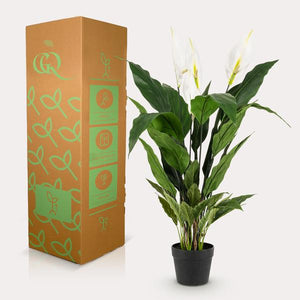 Livraison plante Spathipyllum - fleur de lune artificiel
