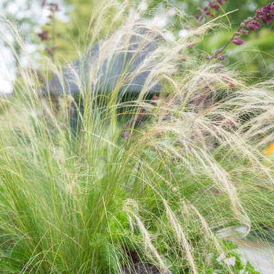 Angel Hair Stipa (Stipa tenuissima) 'Ponytails'