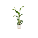 Livraison plante Strelitzia Nicolai 100cm et son pot