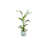 Livraison plante Strelitzia Nicolai 120 cm et son pot