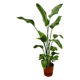 Livraison plante Strelitzia Nicolai 170 cm et son pot