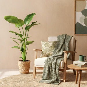 Livraison plante Strelitzia Nicolai