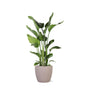 Livraison plante Strelitzia Nicolai et son pot