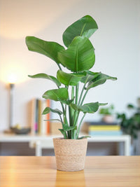 Strelitzia Nicolai and its pot