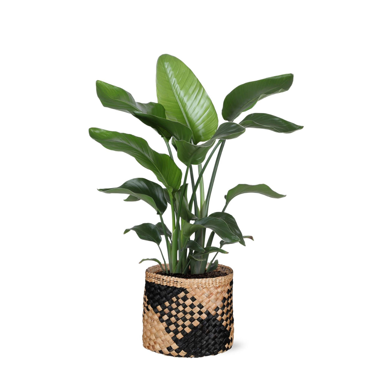 Livraison plante Strelitzia Nicolai et son pot