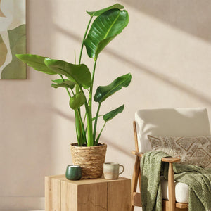 Livraison plante Strelitzia Nicolai – Lot de 1