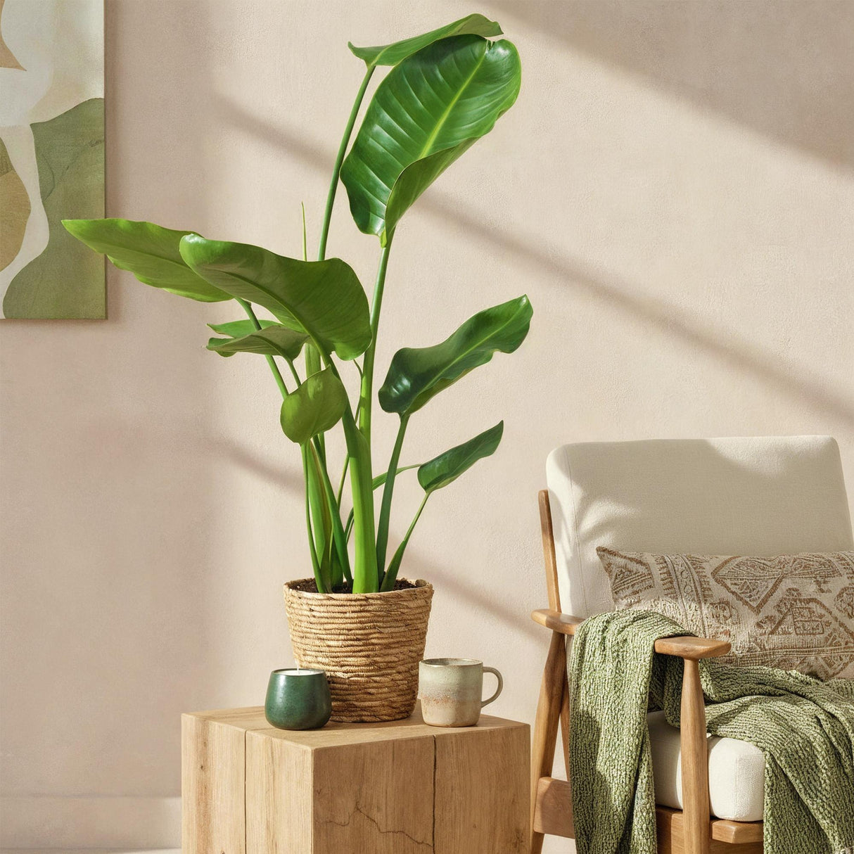 Livraison plante Strelitzia nicolai – Lot de 2 – Pot 17 cm – Hauteur 70 - 90cm